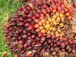 oil palm fruits