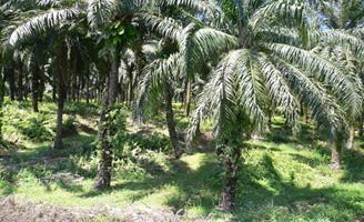 oil palm tree