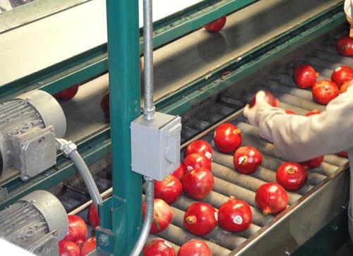 sorting of fruits