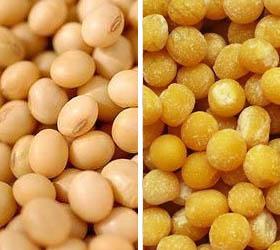 soybean